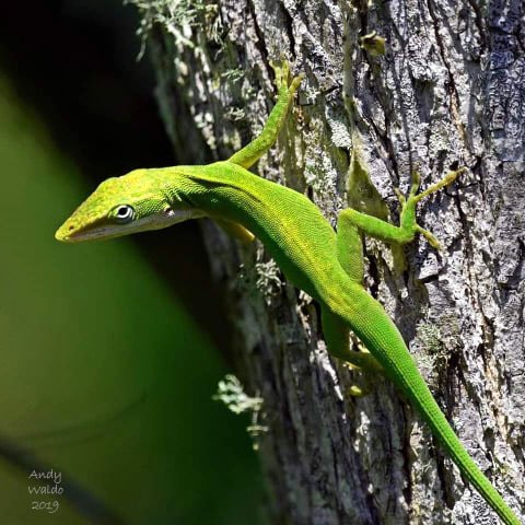 Green Anole