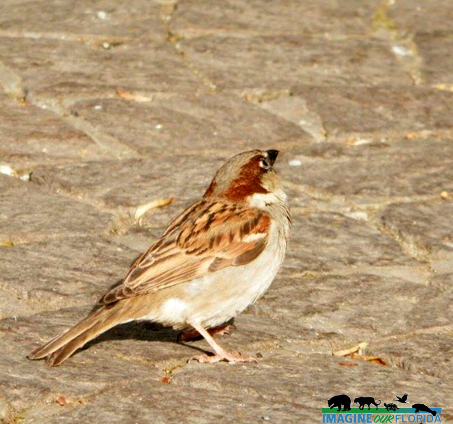 House Sparrow