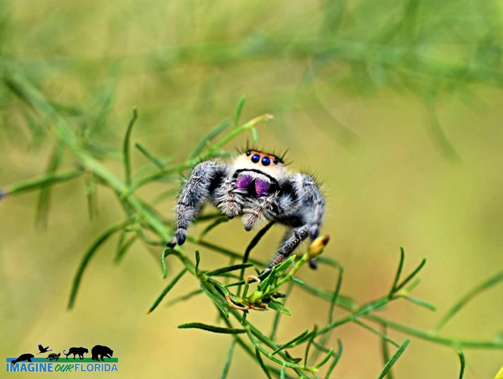 Regal Jumping Spider – Reptile Pets Direct