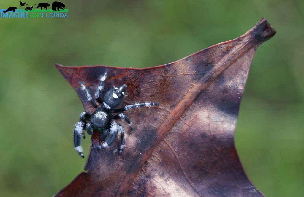 Regal Jumping Spider