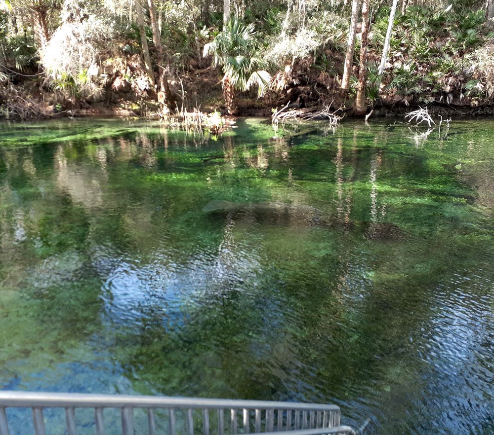 Blue Spring State Park – Imagine Our Florida, Inc