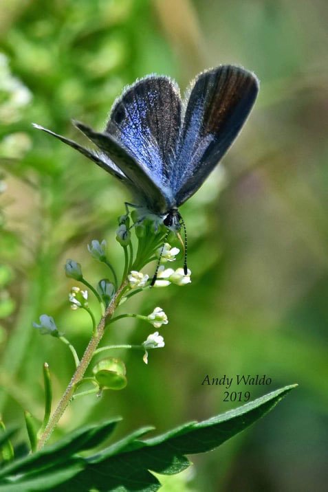 Ceraunus Blue Butterfly