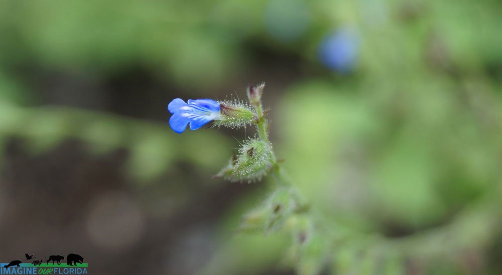Creeping Sage Imagine Our Florida Inc 