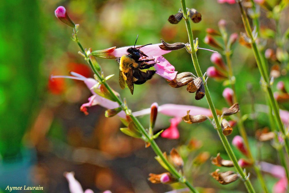 Southeastern Blueberry Bee