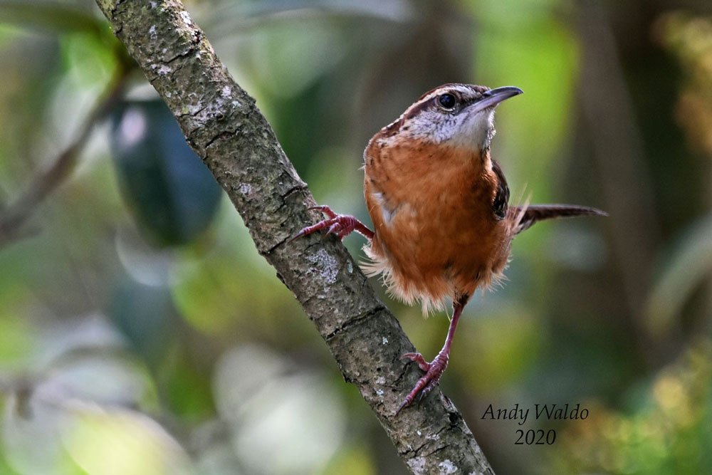 Carolina Wren