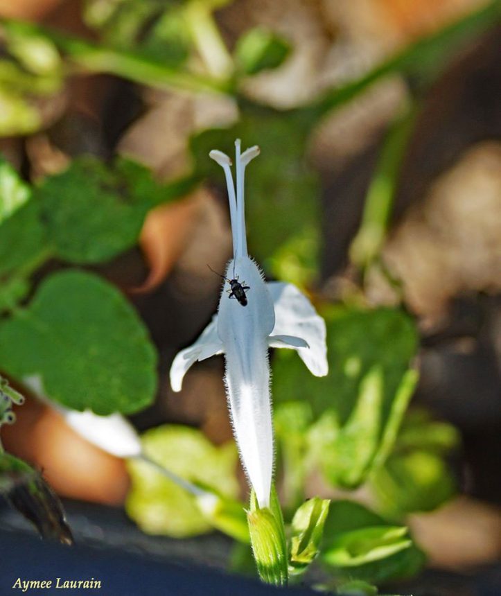 Garden Flea Hopper