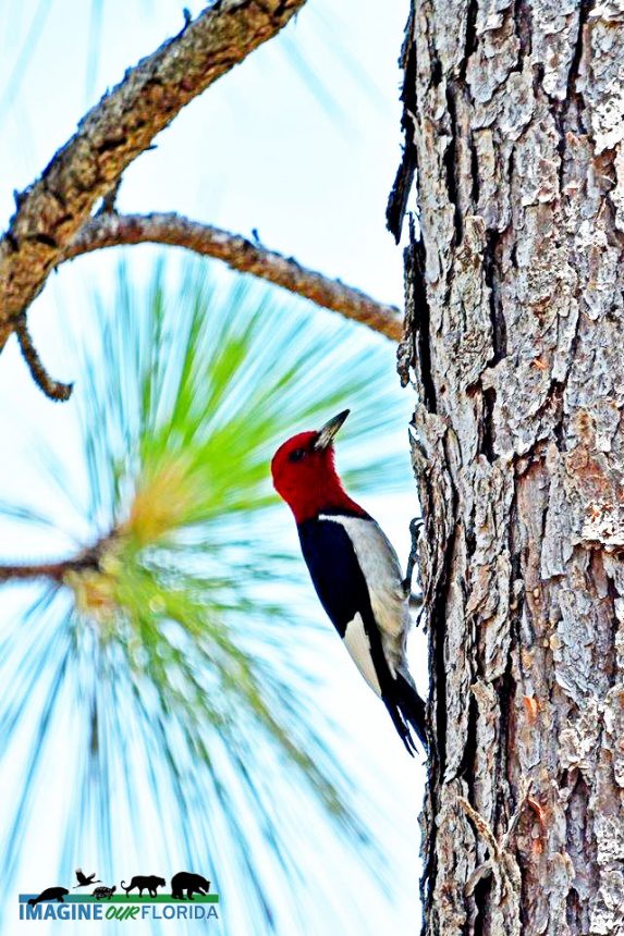 Red-headed Woodpecker