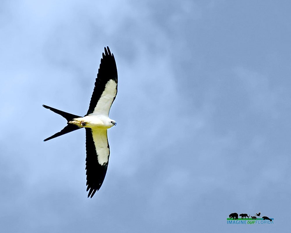 Swallow-tailed Kite