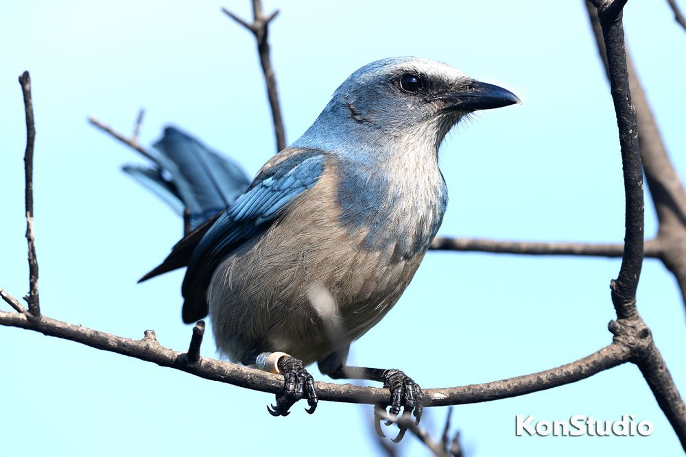 Florida Scrub-Jay