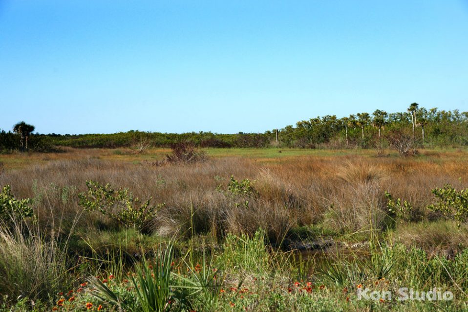 Black Point Wildlife Drive Imagine Our Florida, Inc
