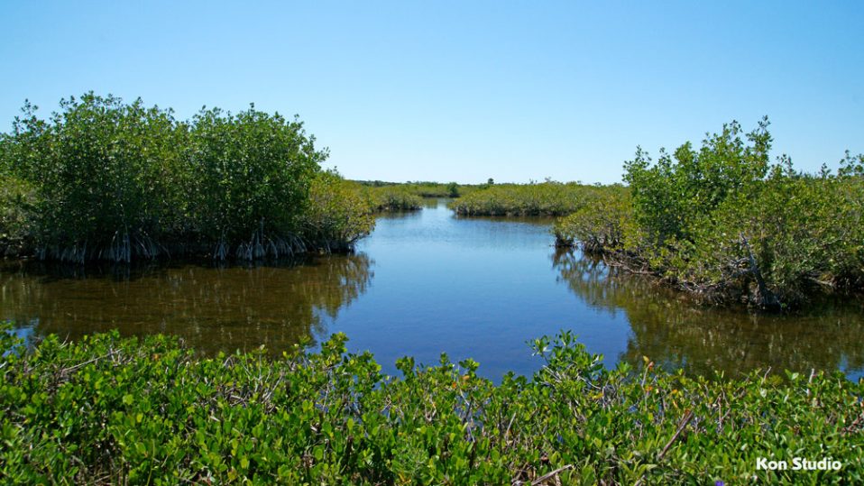 Black Point Wildlife Drive Imagine Our Florida, Inc