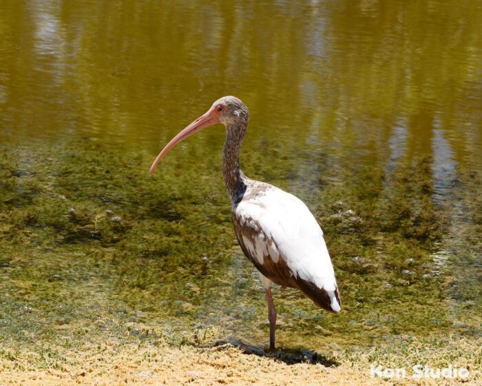 Black Point Wildlife Drive Imagine Our Florida, Inc