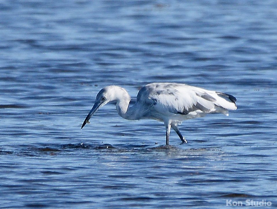 Black Point Wildlife Drive Imagine Our Florida, Inc