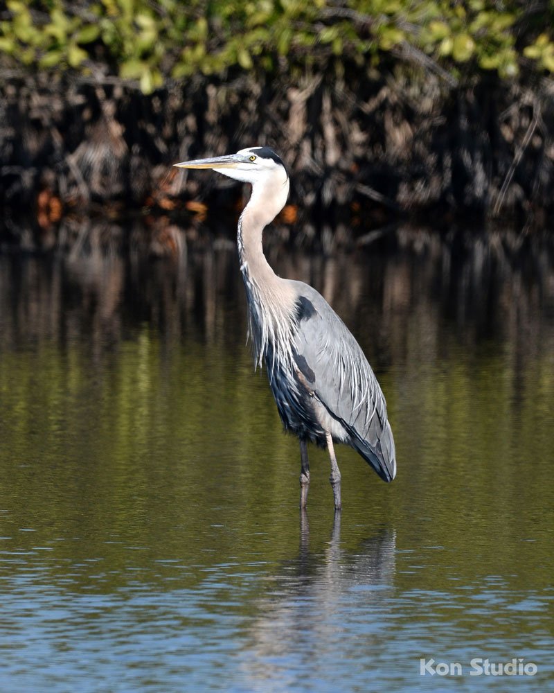 Black Point Wildlife Drive Imagine Our Florida, Inc