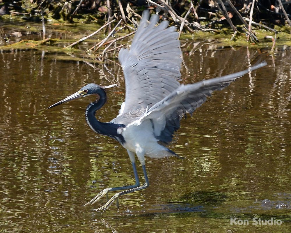 Black Point Wildlife Drive Imagine Our Florida, Inc