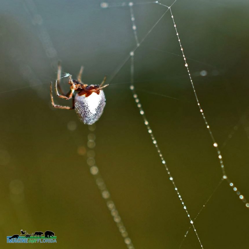 Dewdrop Spider