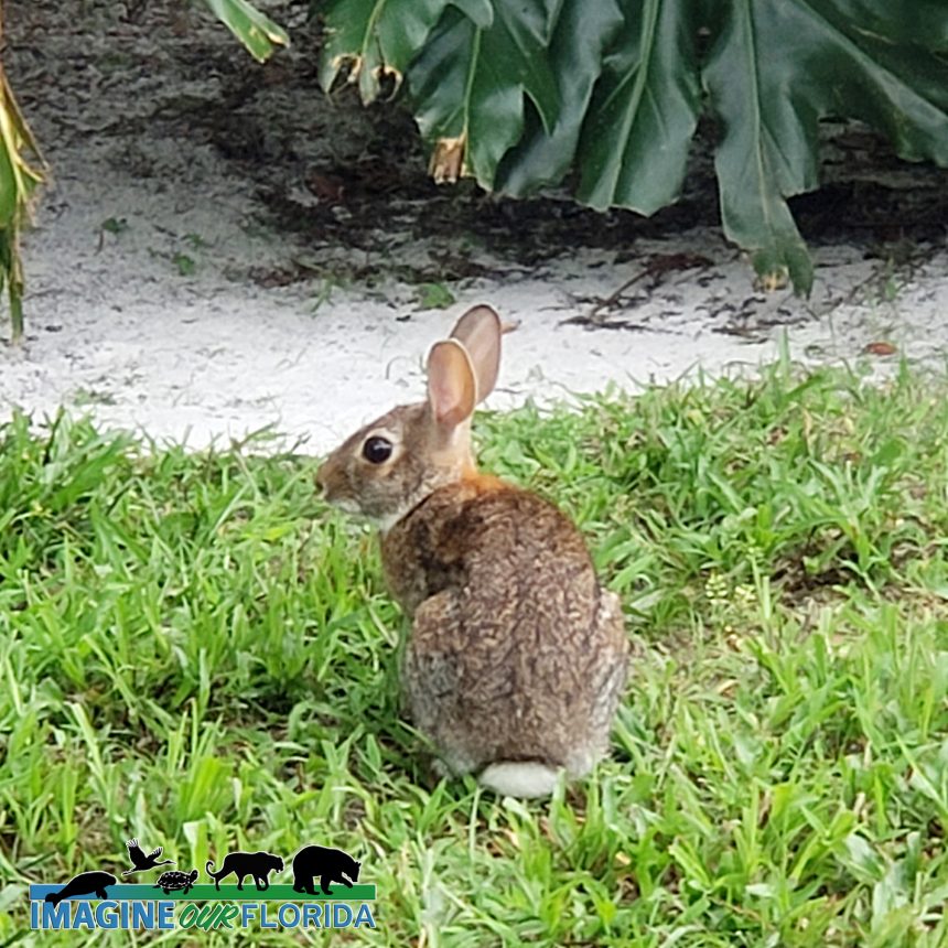 Eastern Cottontail