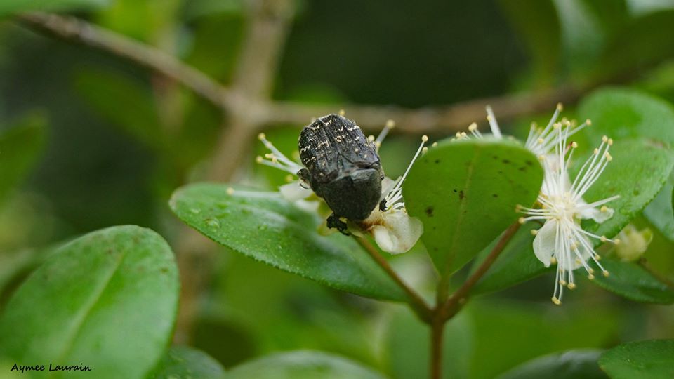 Dark Flower Scarab Beetle