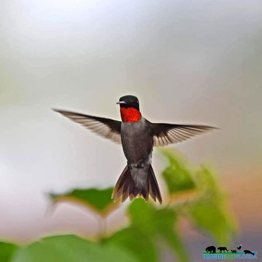 Ruby-throated Hummingbird