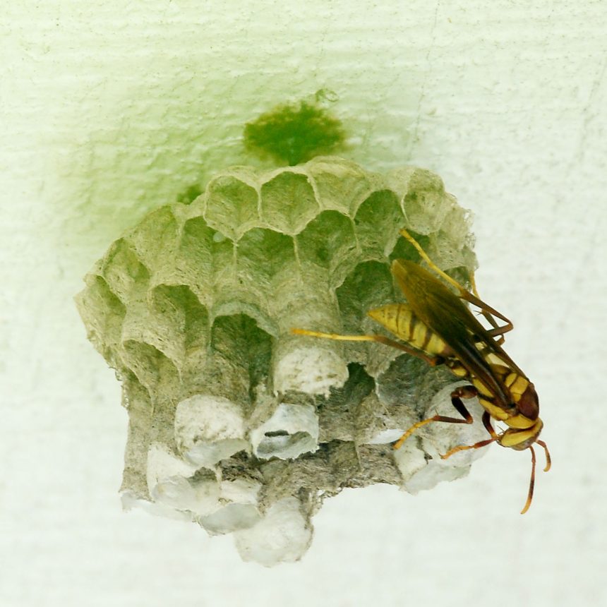 Paper Wasp