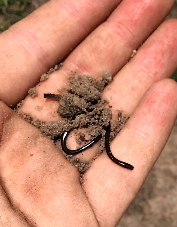 Brahminy Blind Snake