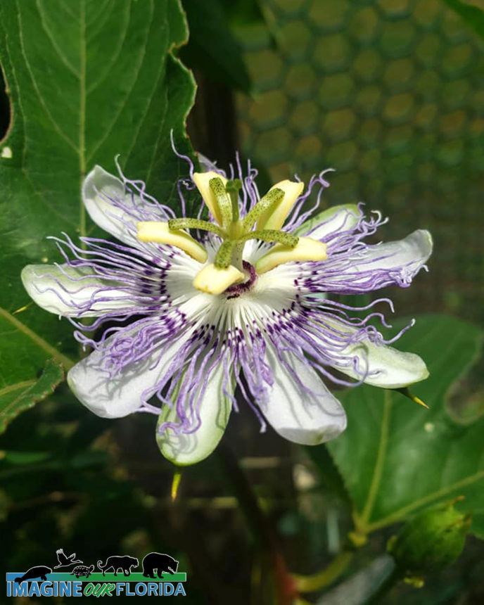 Blue Passion Flower