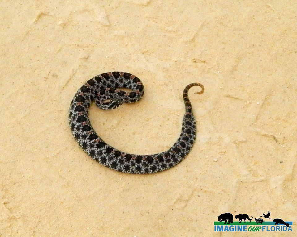 Pygmy Rattlesnake