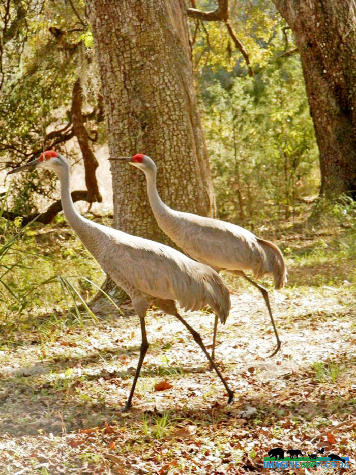 Withlacoochee State Forest Imagine Our Florida, Inc Withlacoochee State Forest Imagine Our Florida, Inc