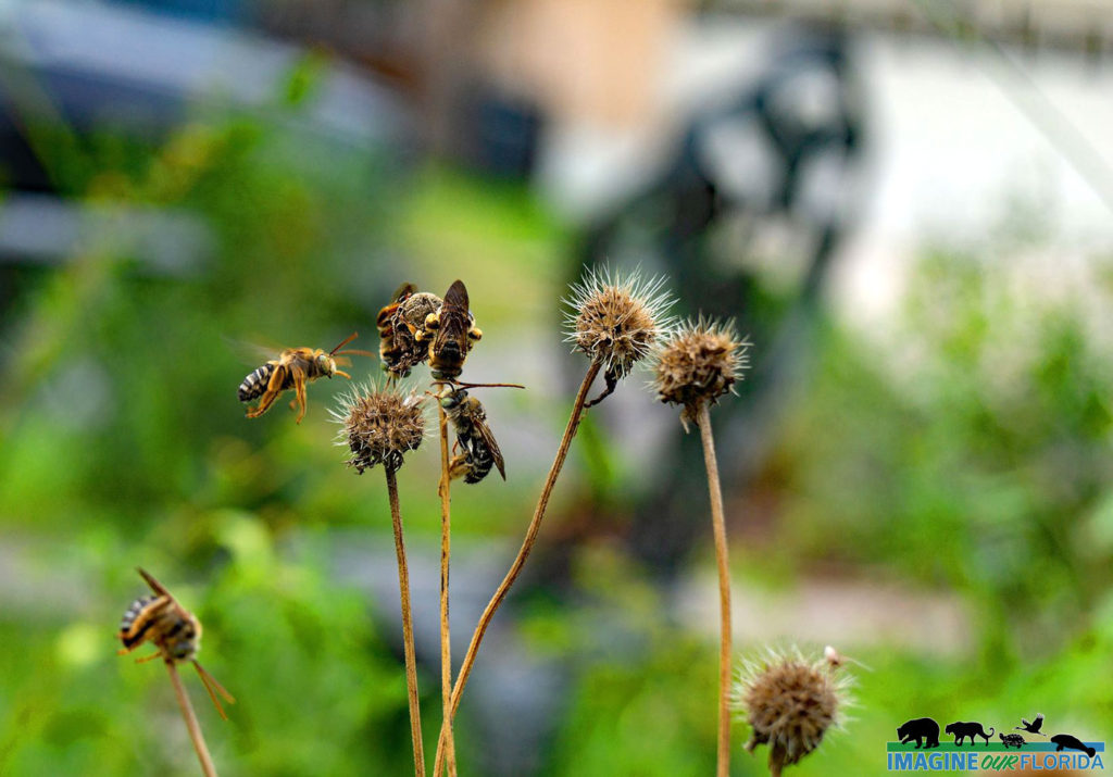 Common Long-Horned Bee