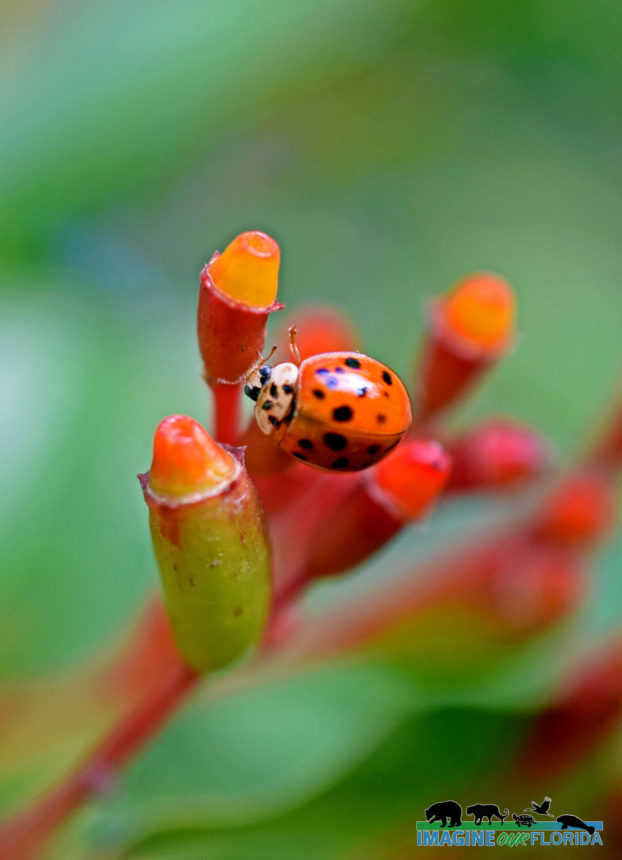 Ladybug