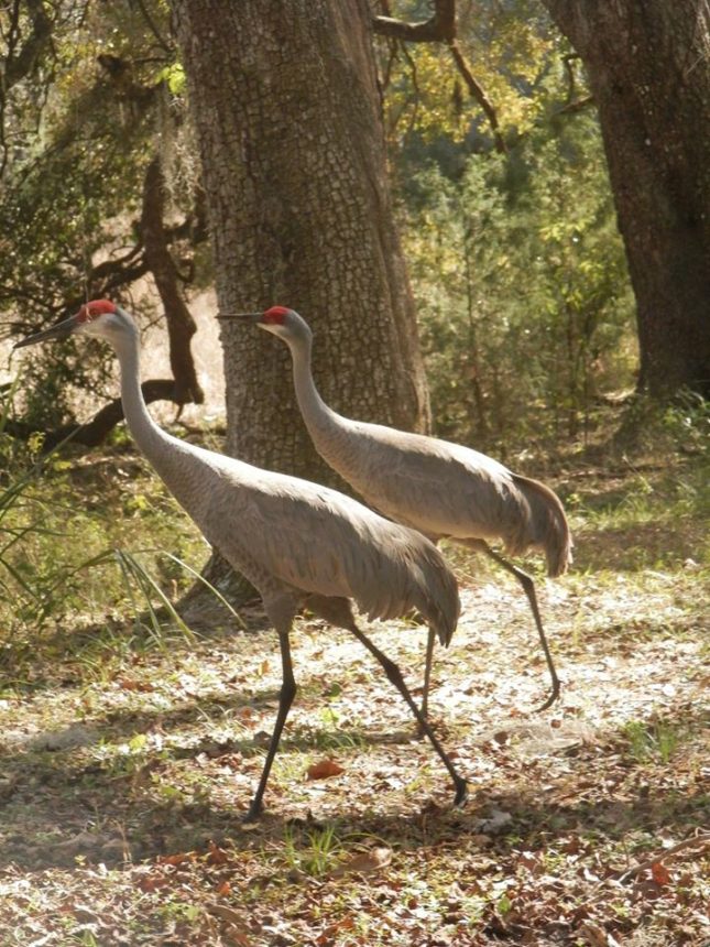 Florida Sandhill Crane