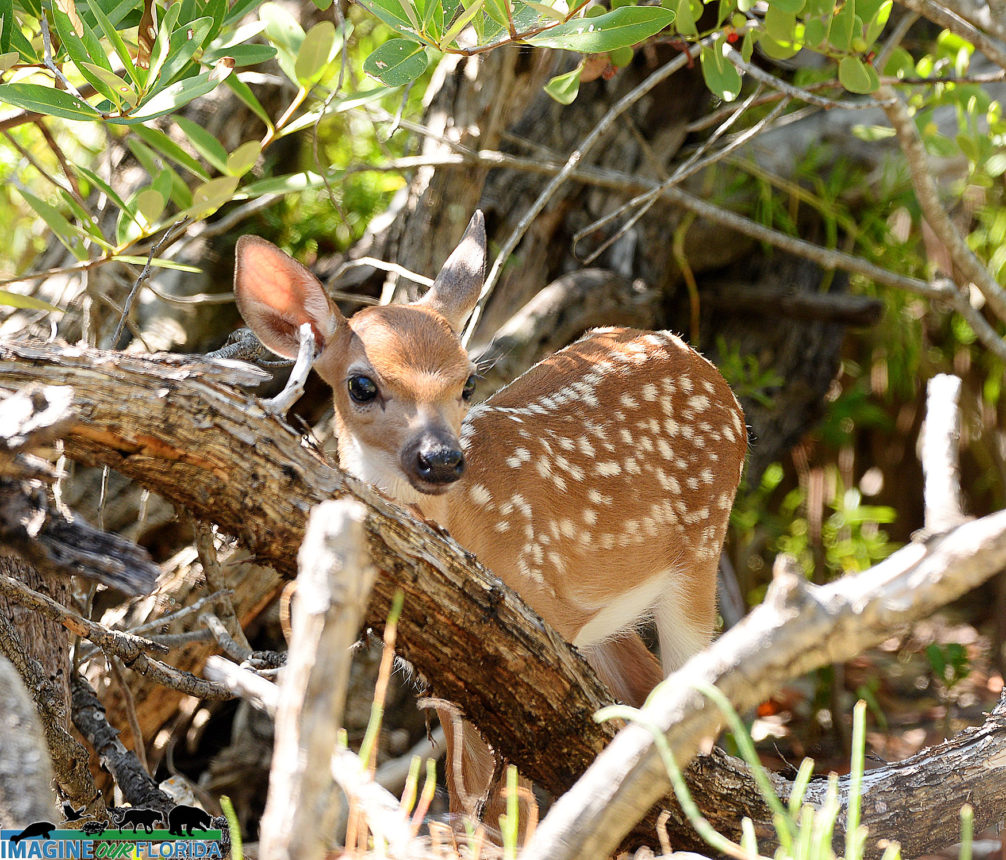 Mammals (Land)