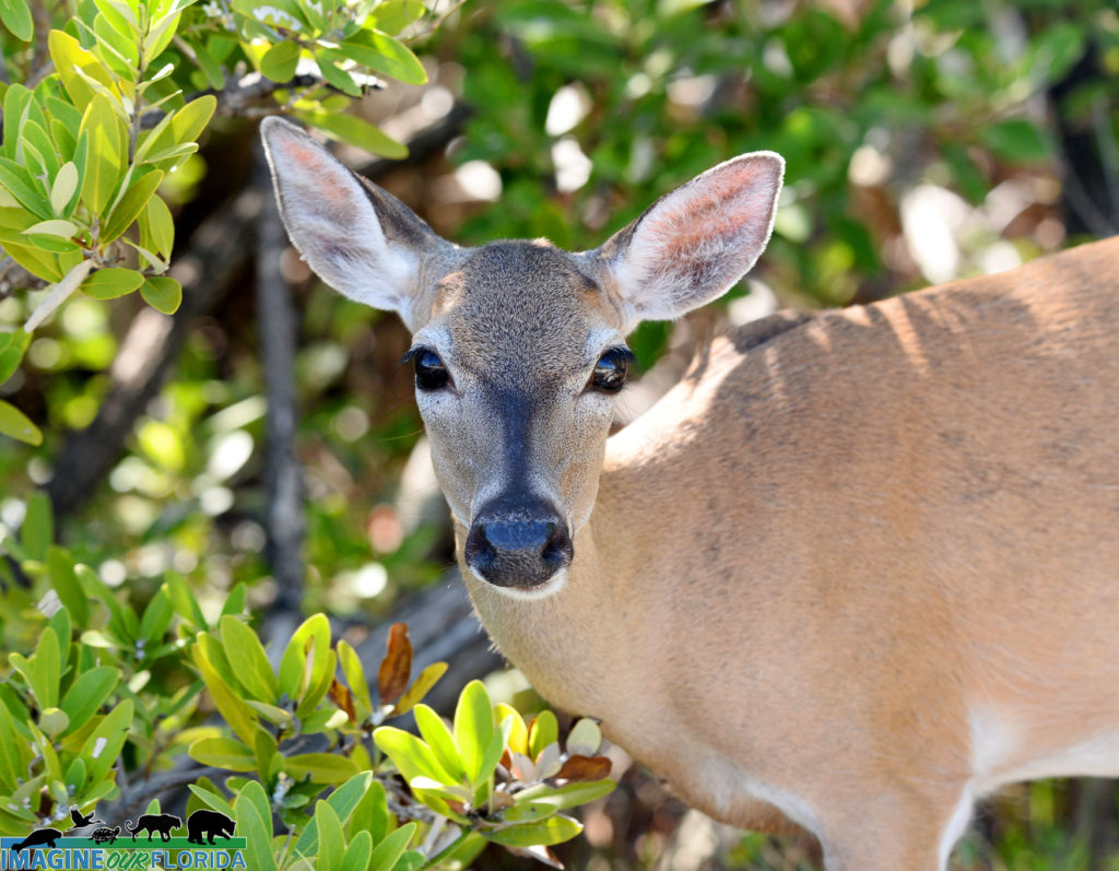 Key Deer