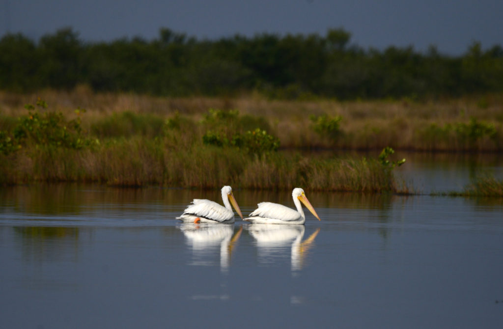 American White Pelican