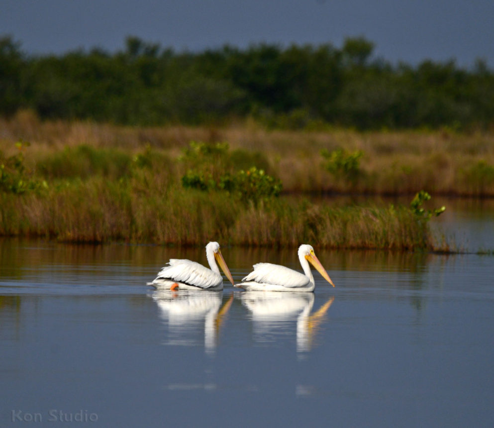 Water Birds