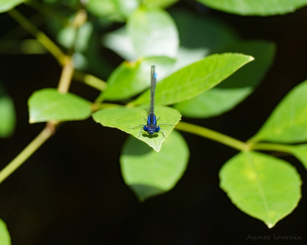 Blue-ringed Dancer