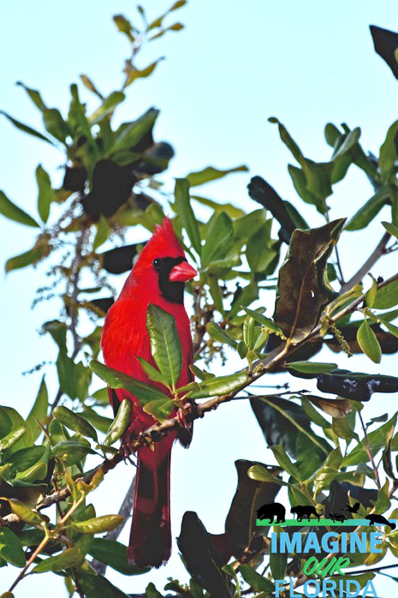 Northern Cardinal