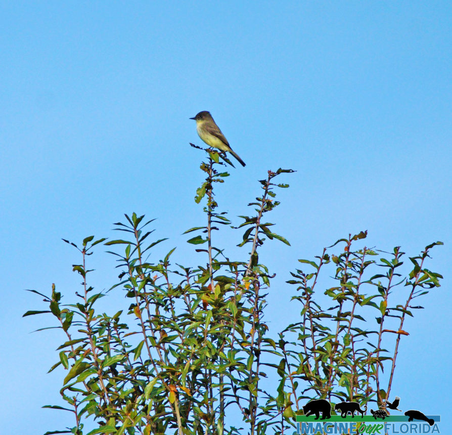 Great Crested Flycatcher