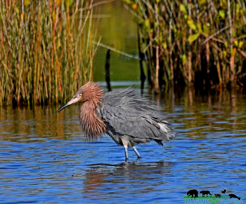 Reddish Egrets