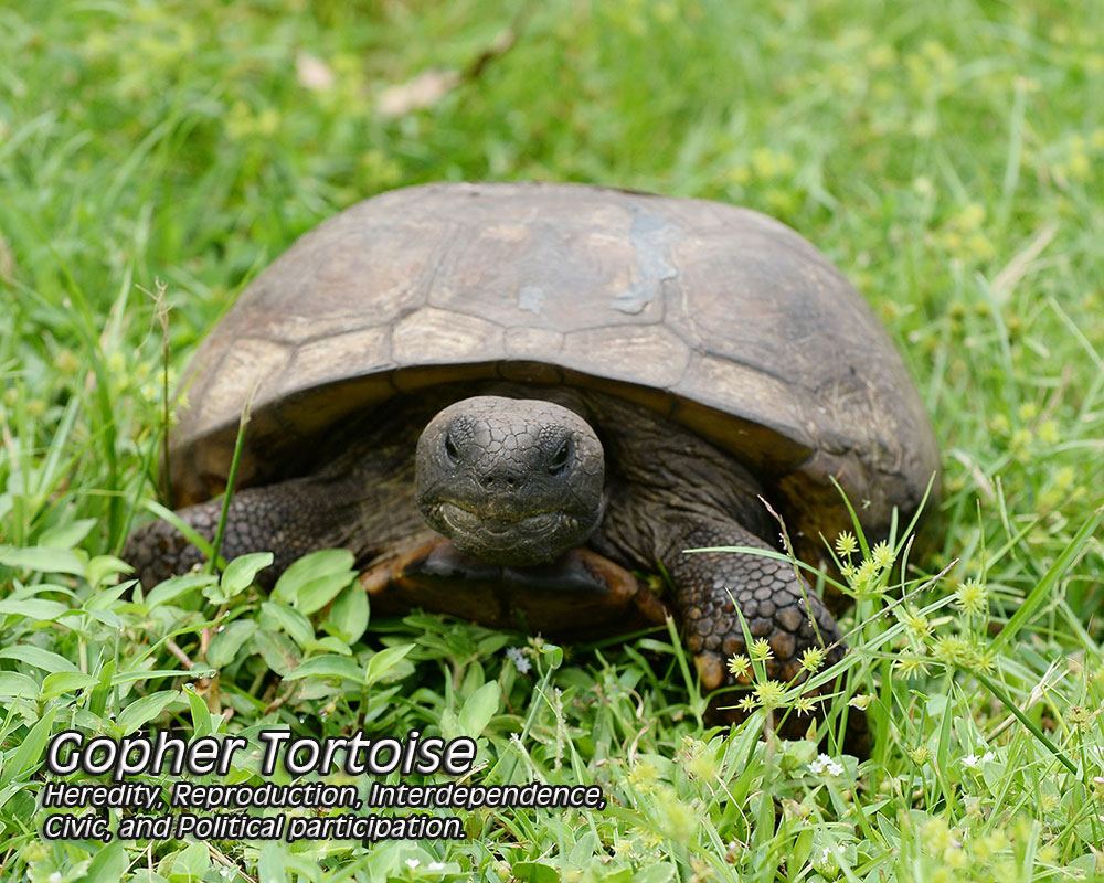 4th grade lesson plan on the gopher tortoise