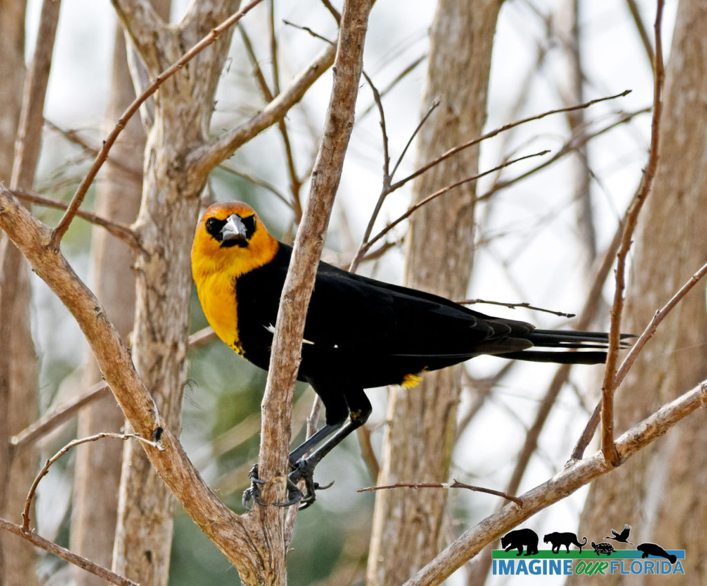 Yellow-headed Blackbird