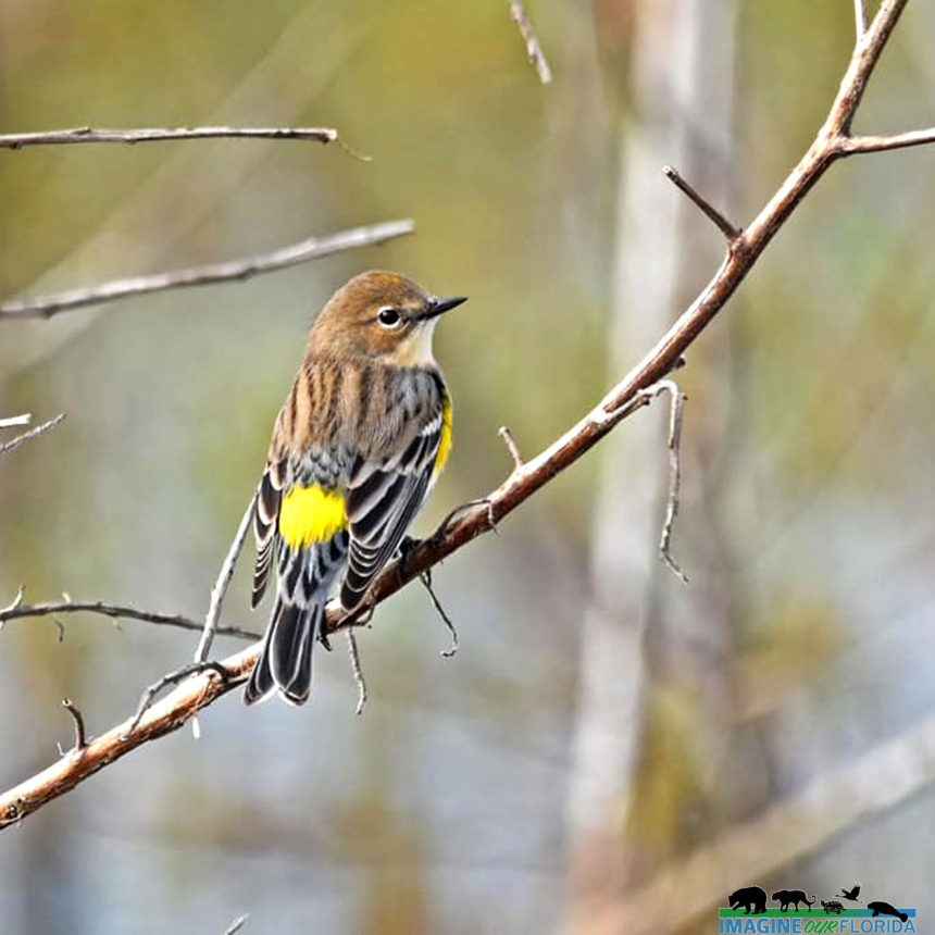 Yellow-rumped Warbler