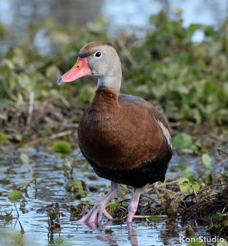 Black-bellied Whistling-Duck