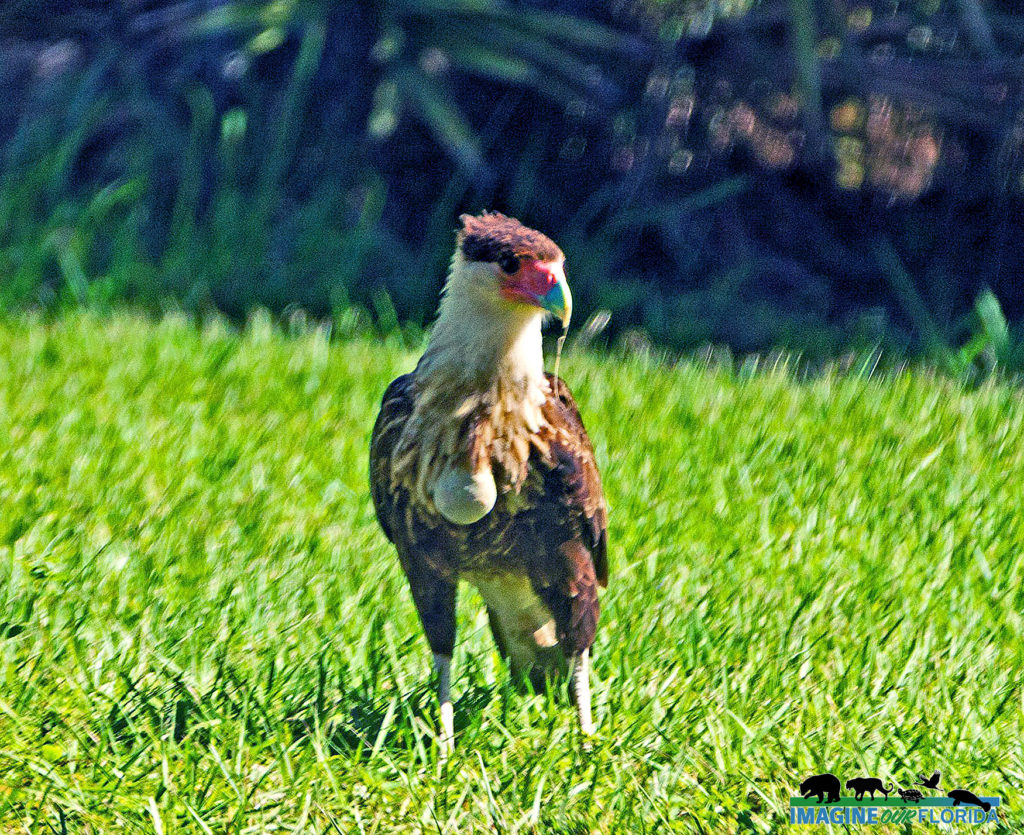 Northern Crested Caracara