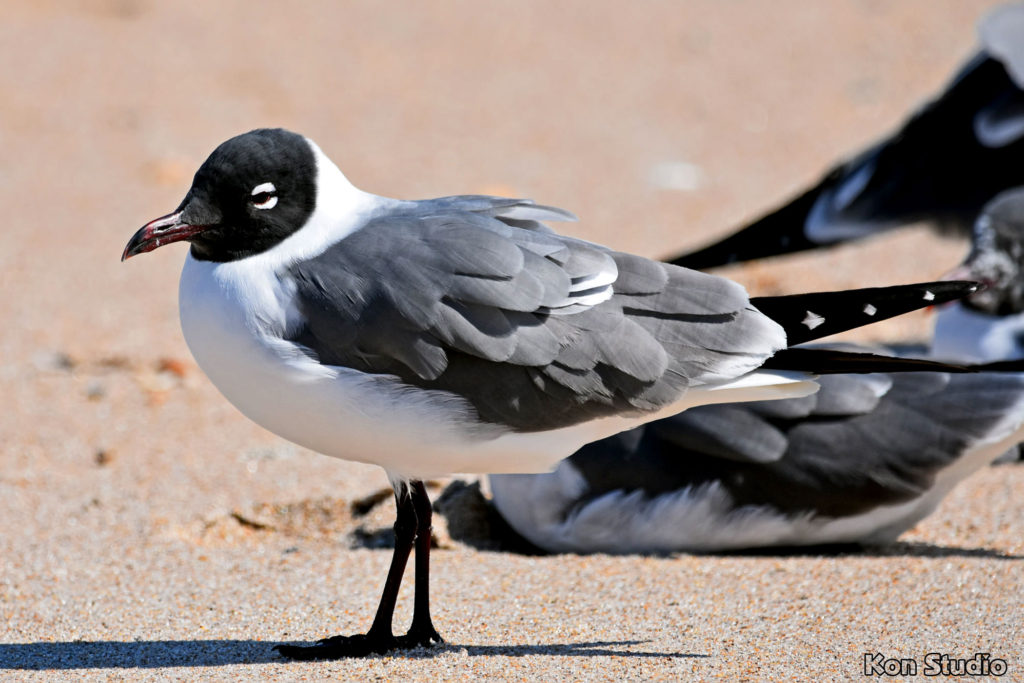 Laughing Gull