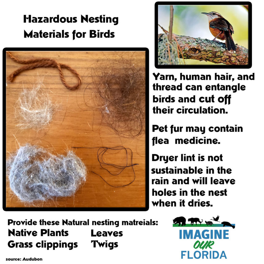 Hazardous Nesting Materials for Birds