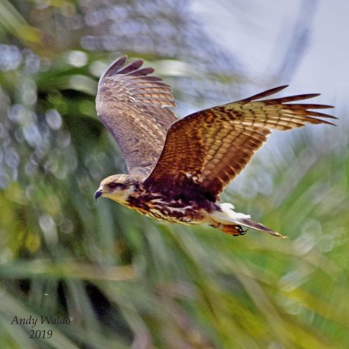 Snail Kite