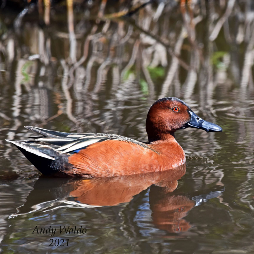 Cinnamon Teal