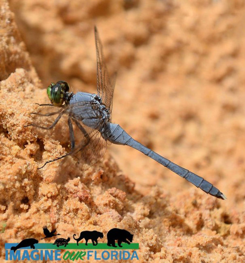 Eastern Pondhawk Dragonfly