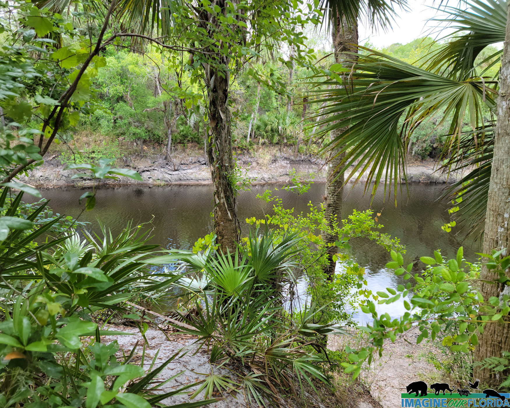 Little Big Econ State Forest | Imagine Our Florida, Inc